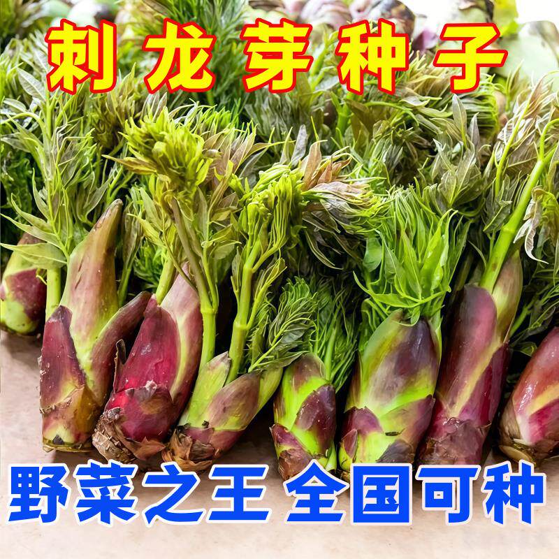 刺龙芽种子东北特色山野刺龙苞芽菜籽四季蔬菜原装种子包邮