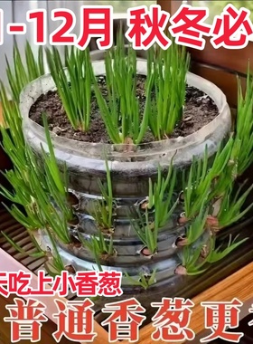 浓香型红葱头四季小香葱食用细小香葱阳台庭院红葱头新四川红葱头