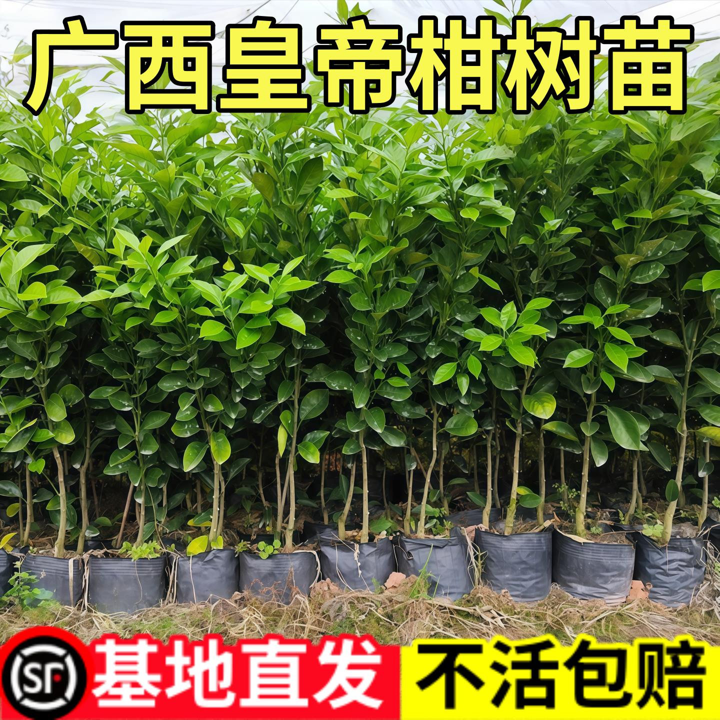 正宗皇帝柑树橘子苗四季种植晚熟橘子树果苗盆栽庭院果树地栽带土