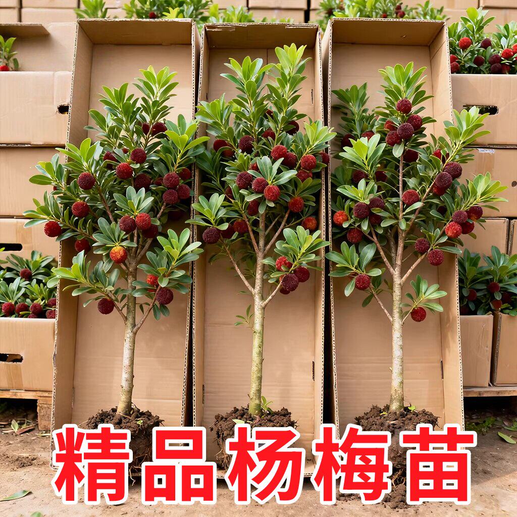 仙居东魁杨梅树树苗带土正宗嫁接水晶东槐扬梅苗盆栽特大果树果苗
