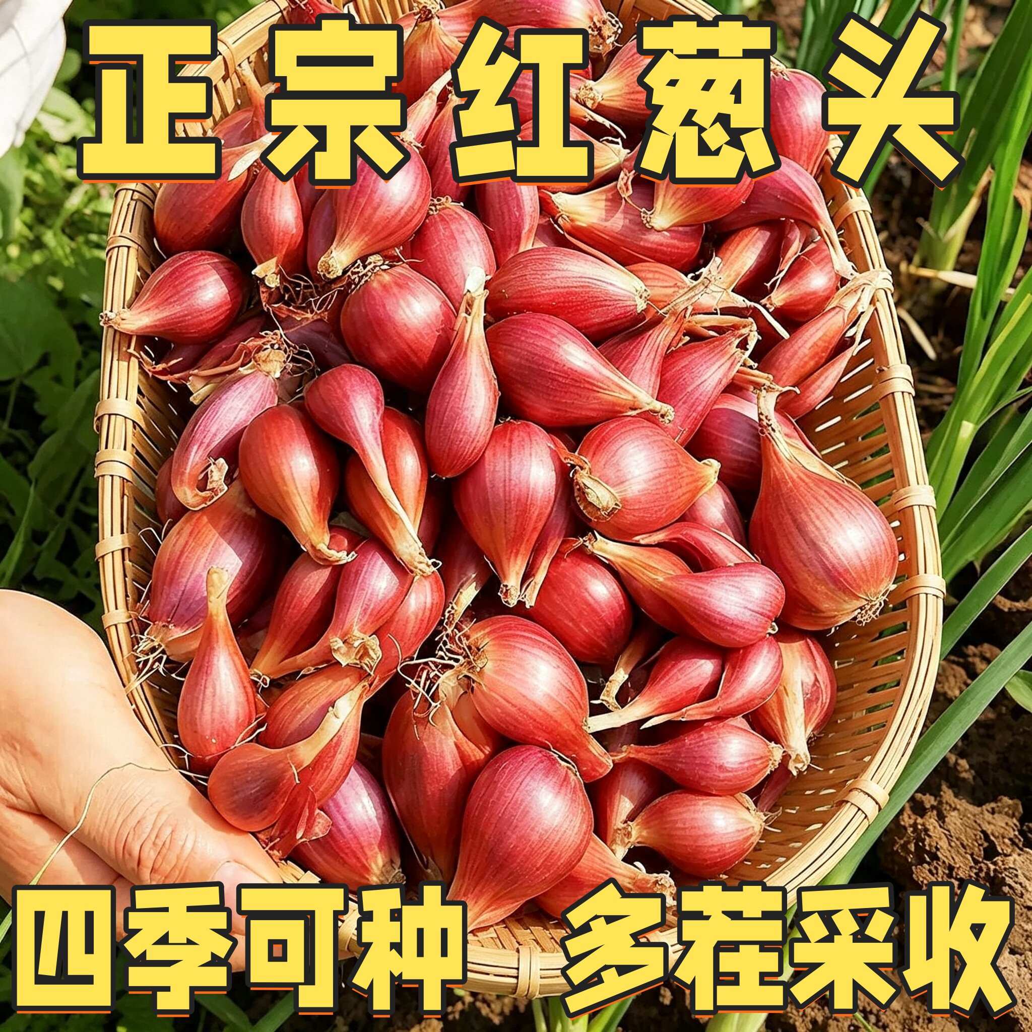 四川正宗红葱四季小香葱红根香葱根苗盆栽阳台四季种植新鲜红葱头