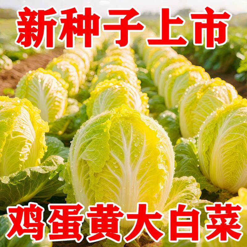 鸡蛋黄大白菜种子好吃黄心高产耐寒正宗老品种白菜种籽北京小杂56