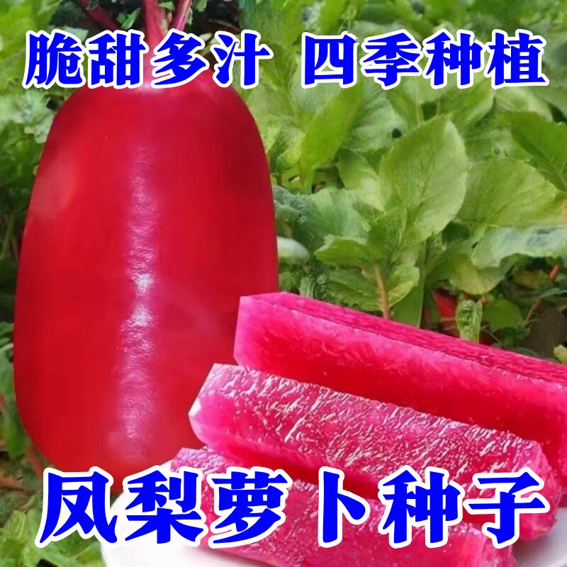 凤梨水果萝卜种子红心萝卜籽种沙窝樱桃萝卜生吃萝卜盆栽蔬菜种孑