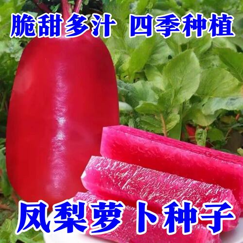 凤梨水果萝卜种子红心萝卜籽种沙窝樱桃萝卜生吃萝卜盆栽蔬菜种孑