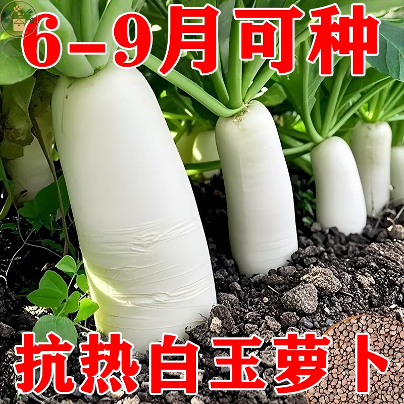 夏抗白玉萝卜种子夏秋栽种耐热早熟白萝卜耐热耐高温四季蔬菜种子