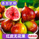 包邮 云南红皮无花果 树上熟软糯香甜鲜果现摘 顺丰 新鲜应季 水果