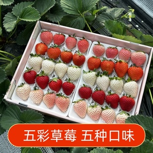 山东五彩草莓 黑草莓真红美玲净重1斤礼盒白草莓水果送礼源头直发