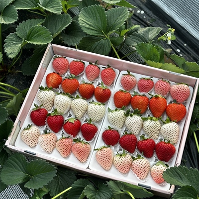 山东三色草莓白草莓 净重1斤礼盒 白红粉色草莓 水果源头直发包邮