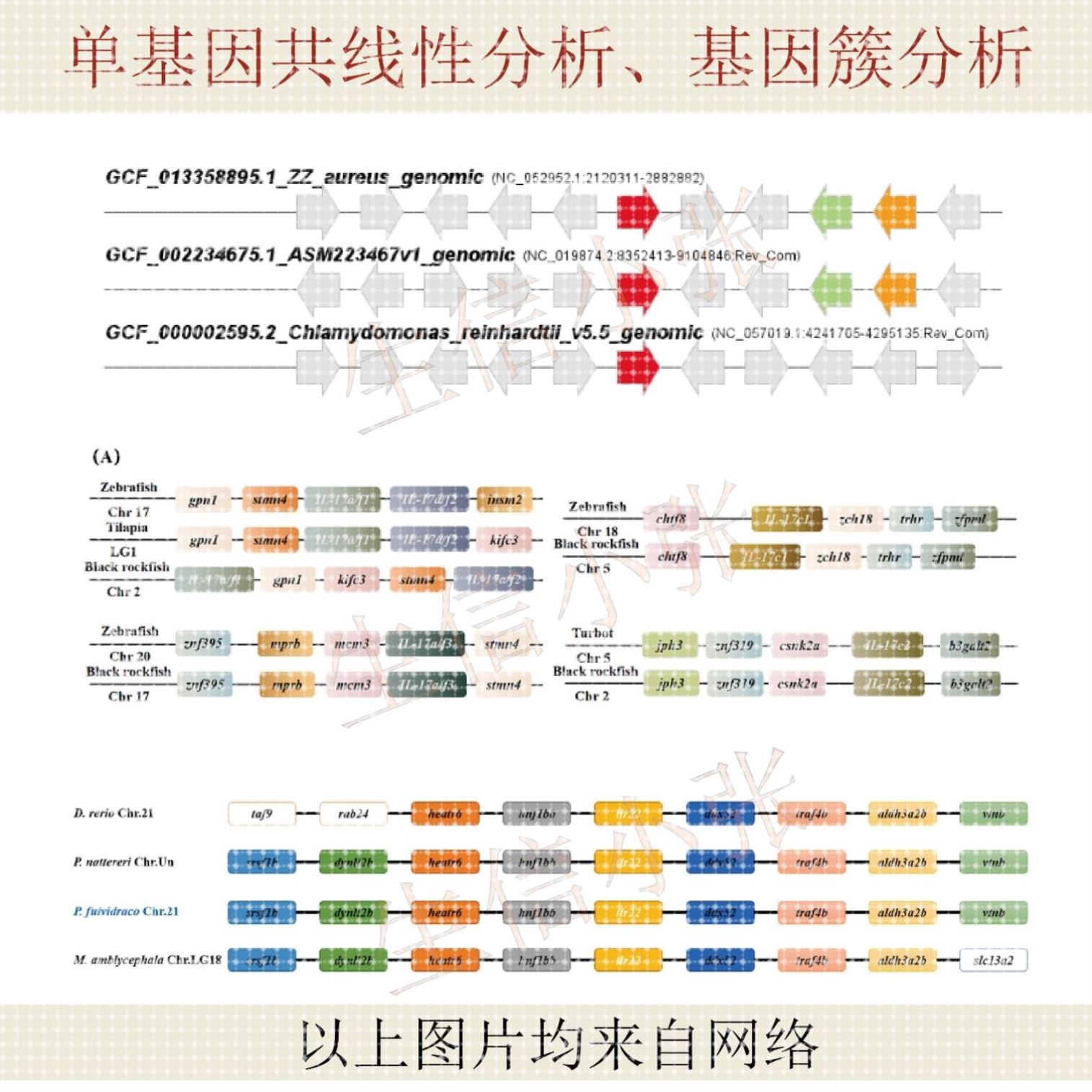 单基因共线性分析、基因簇分析