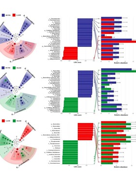 微生物LEFSe分析,R语言做图,差异分析