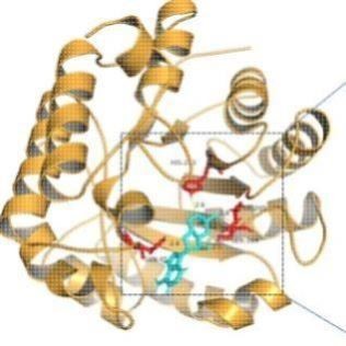 分子对接,批量对接服务