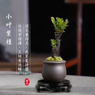 办公室绿植 花室内青盆栽型客厅鹿凌老桩造树苗小叶紫檀盆景物四季