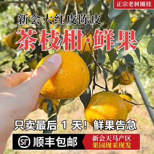 新会柑鲜果天马陈皮新鲜大红柑老树圈枝茶枝柑鲜果新皮果园直摘