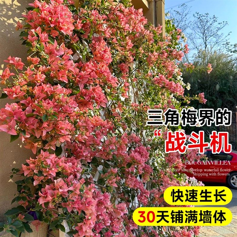 卡亚塔爬藤三角梅盆栽绿樱老桩带花苞发货庭院花卉绿植物四季开花,鲜花速递/花卉仿真/绿植园艺,绣球/木绣球/木本植物,淘宝优惠券,粉丝福利购,淘宝优惠卷