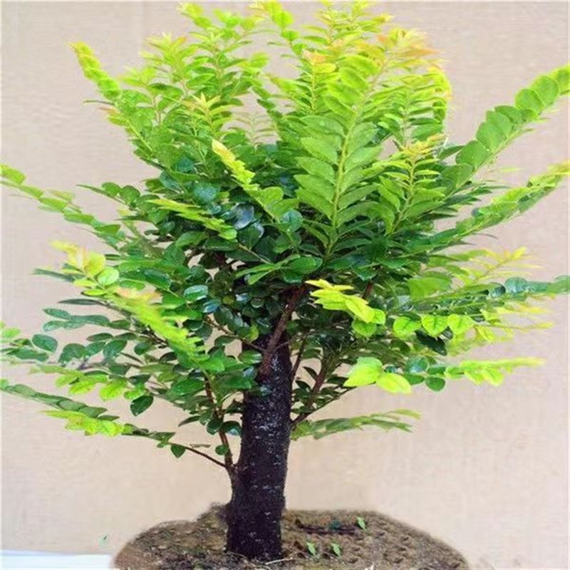 小叶紫檀盆景独桩老桩盆栽办公室内客厅桌面植物四季好养花卉绿植