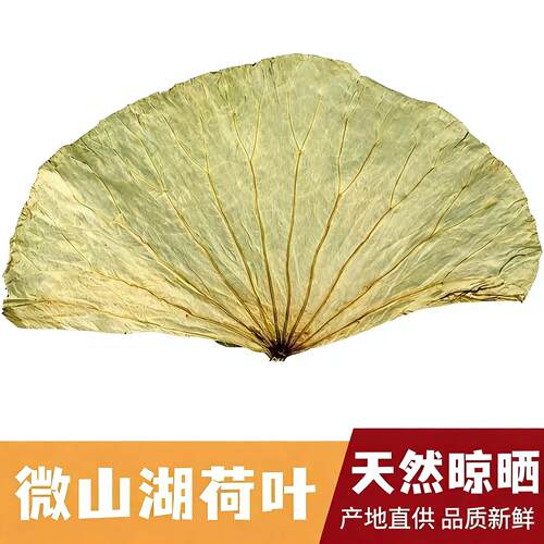[商用整张荷叶]整箱荷叶大张糯米鸡荷叶鸡叫花鸡荷叶饭专用