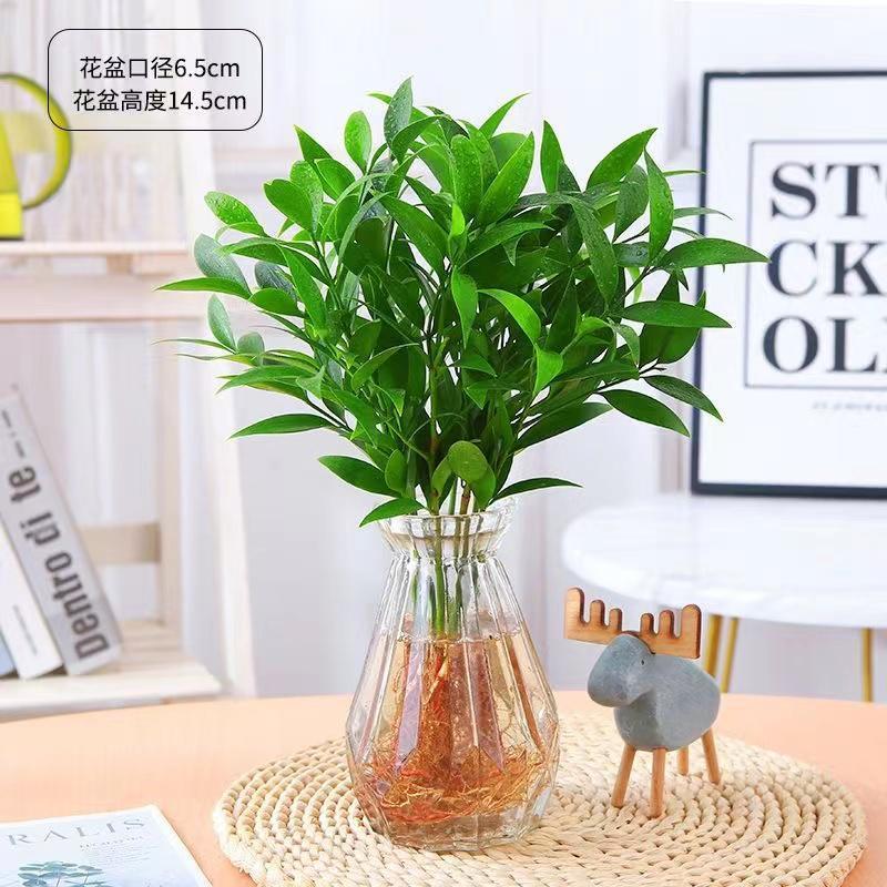 【80米内无蚊子】清香驱蚊竹四季常青易活植物盆栽绿植室内花卉客