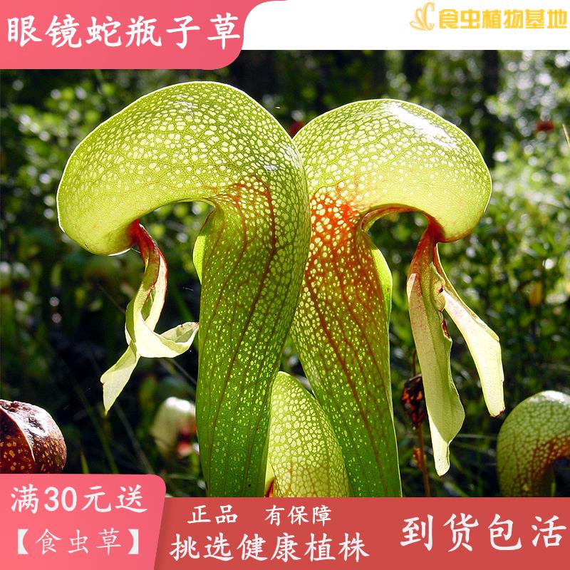 眼镜蛇瓶子草【食虫植物食虫草驱蚊草捕蚊草捕蝇草吃虫包邮盆栽】