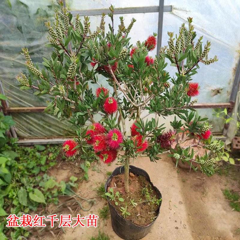 红千层树苗盆栽大苗串钱柳金宝树苗带多花苞原盆土发四季青耐寒