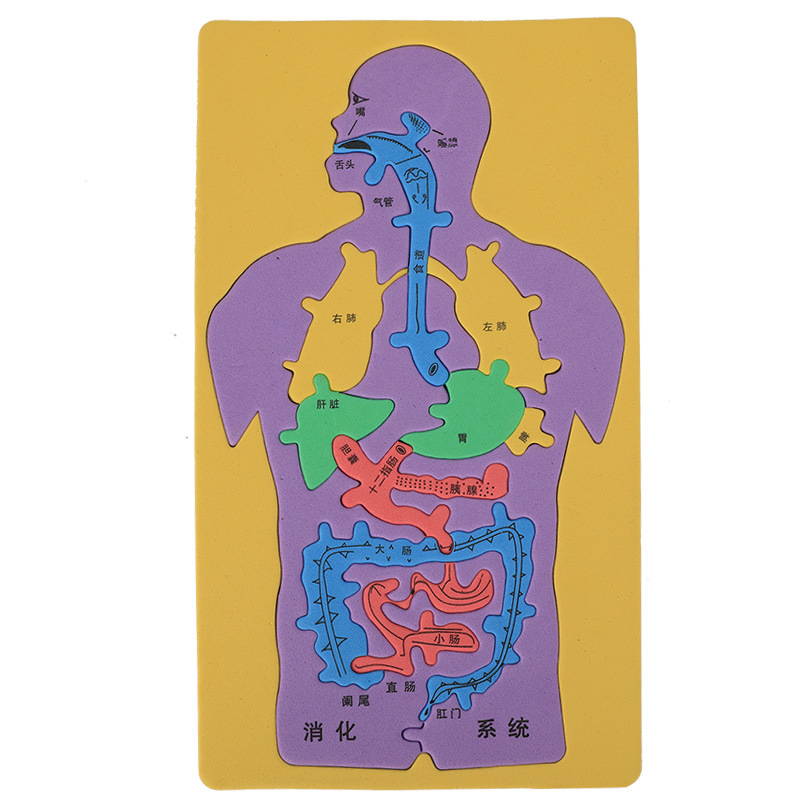 儿童益智科教玩具 大号人体消化系统内脏拼图eva模型创意拼图
