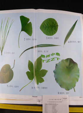 小学科学生命世界教学挂图(29幅)J59004 教学仪器