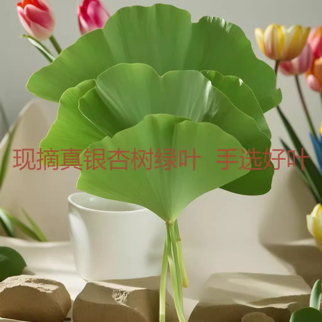新鲜银超大杏叶玫瑰花束银杏叶黄叶真树叶拍摄道具干花橱窗装饰