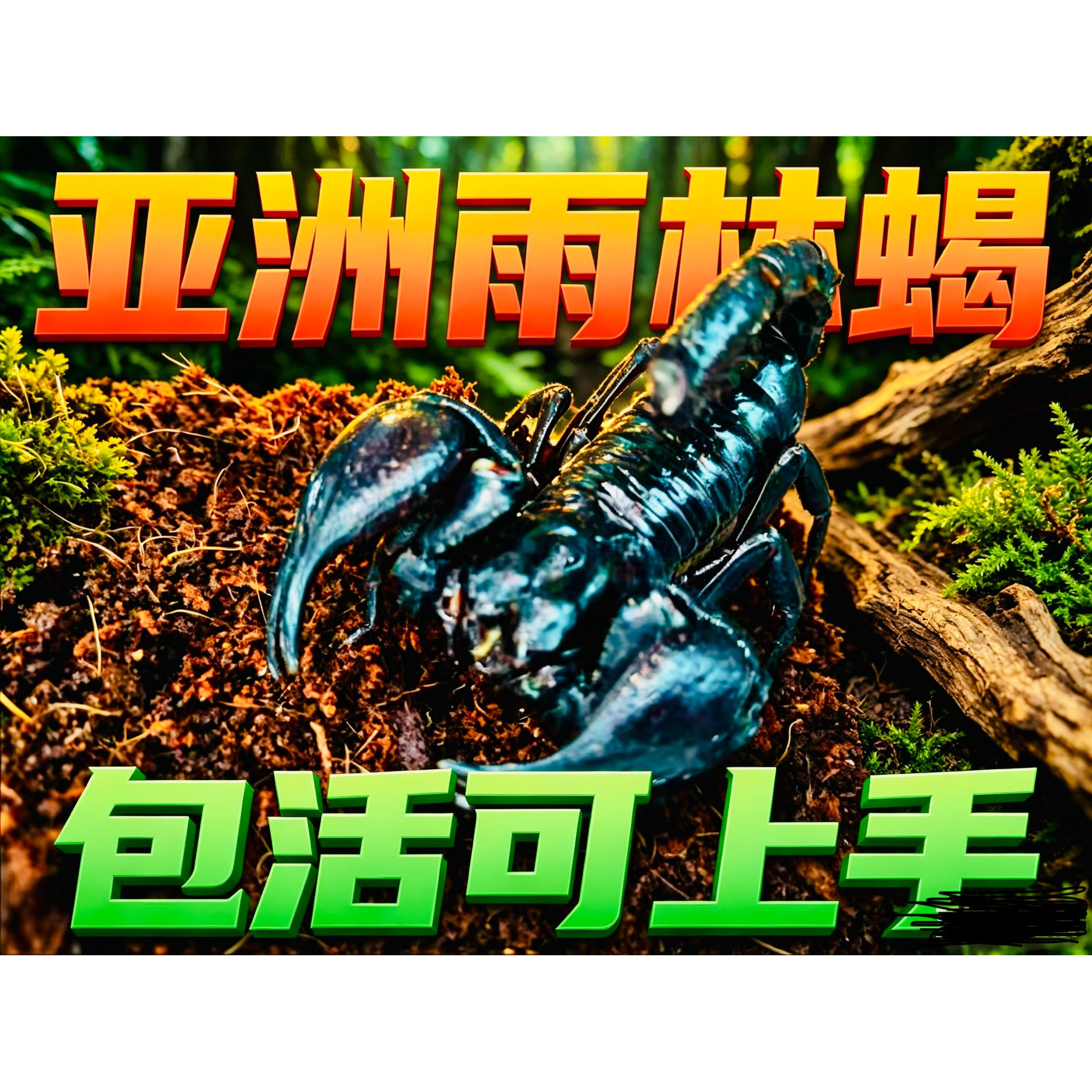 【现货】亚洲雨林蝎超大宠物活体特色爬宠/鸣虫