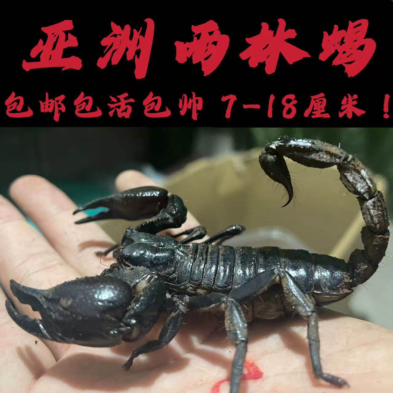 亚洲雨林蝎超大宠物黑蝎子活体18cm温顺无毒可上手爬虫包邮包活异