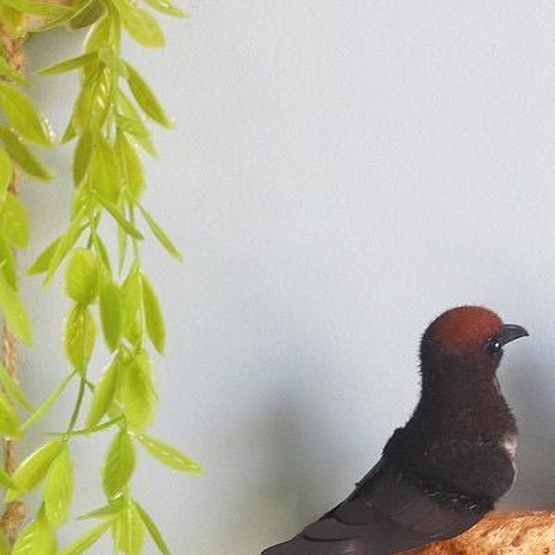 仿真燕子小鸟燕窝燕巢鸟窝春季装饰品小燕子软装饰品家居壁饰挂件