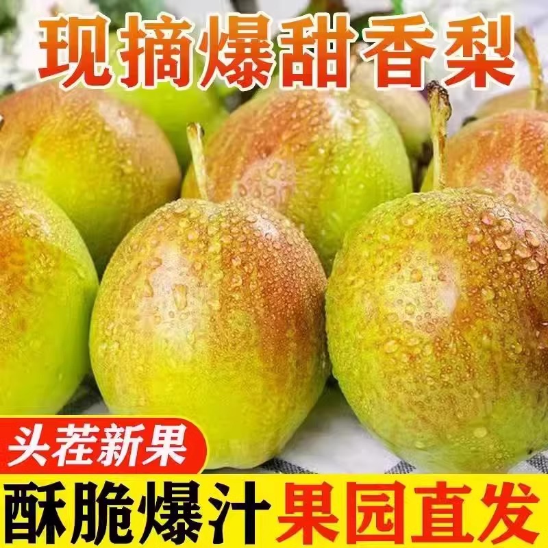 正宗新疆库尔勒香梨新鲜水果9斤全母梨当季脆甜多汁产地直发整箱5