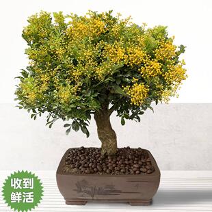 四季米兰花盆栽老桩盆景大叶独杆浓香花卉绿植阳台庭院好养驱蚊