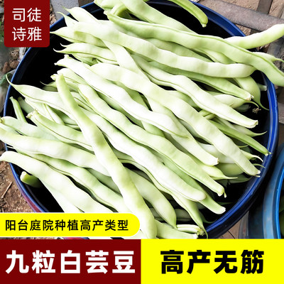 白不老摘不败豆角种子九粒