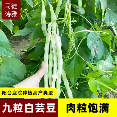 白芸豆种子高产九粒白白扁豆