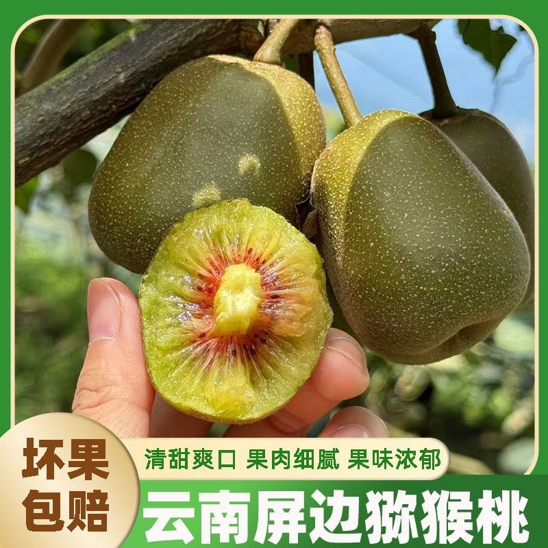 小丫家2026新摘云南屏边半野生红心猕猴桃自然熟热带奇异果香甜