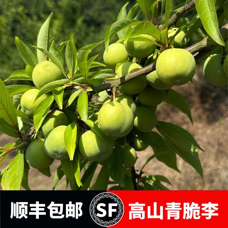 重庆梁平正宗高山青脆脱骨李脆甜李子新鲜现摘现发净重5斤