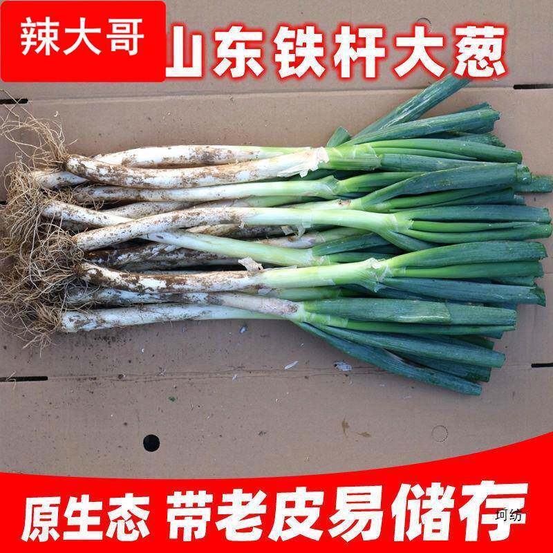 山东大葱新鲜甜葱级5/9斤铁杆大葱非章丘长白毛葱蘸酱嫩葱包邮