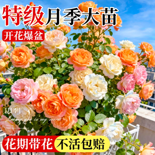特大月季花苗灌木果汁阳台母本多季勤开耐寒易养活带花苞阳台庭院