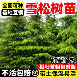 雪松树苗耐寒耐旱四季常青庭院别墅绿化柏树苗木宝塔松黑松白皮松