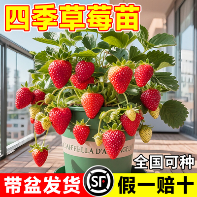 奶油草莓苗盆栽带花带果红颜