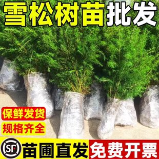雪松树苗四季常青耐寒柏树黑松绿化苗木风景树华山松白皮松宝塔松