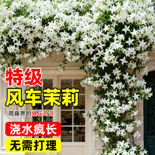 2米风车茉莉盆栽特大苗好养垂丝爬藤耐寒阳台盆栽植物四季 开花卉