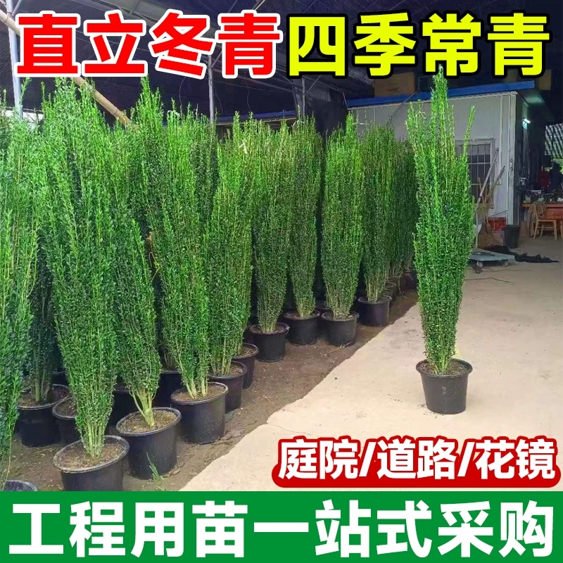 冬青树苗法国北海道黄杨直立篱笆