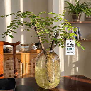 小叶女贞水培植物老桩造型树四季常青观叶观茎植物鲜切枝花卉