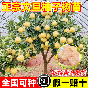玉环文旦柚苗嫁接柚子苗文旦柚子树苗当年结果地栽南北方种果树苗