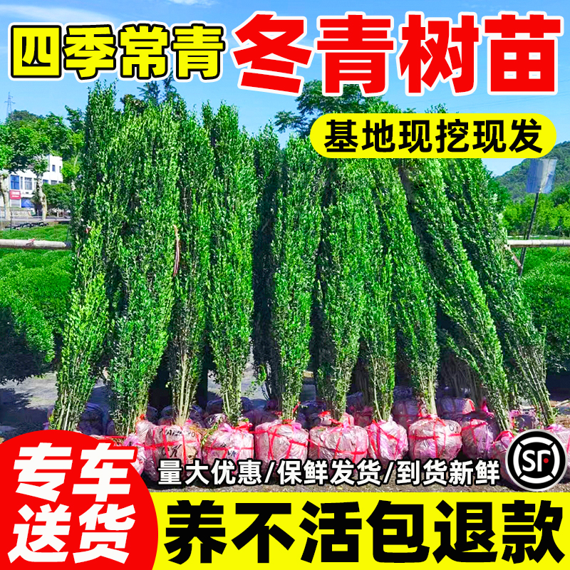冬青树苗庭院围墙篱笆植物耐寒