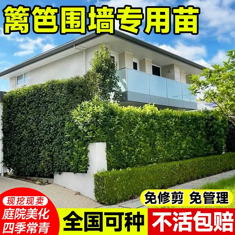 冬青树苗法国直立绿篱笆庭院围墙