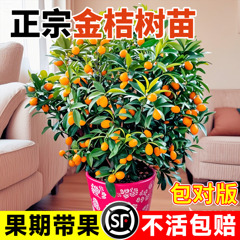 金桔树苗带土种植庭院四季结果