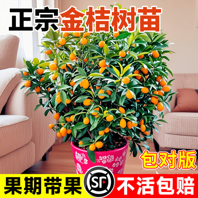 金桔树苗带土种植庭院四季结果