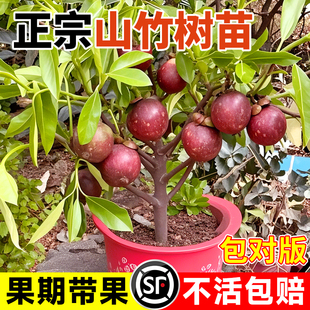 山竹树苗带果庭院盆栽无核嫁接果树苗种植南北方庭院果苗当年结果