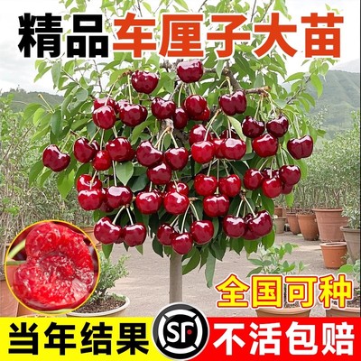 车厘子树苗正宗嫁接樱桃树苗盆栽